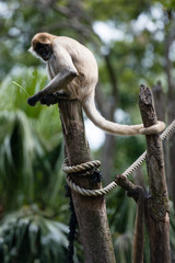 Spider monkey sitting on a tree trunk