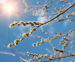 Pussy Willow Catkins
