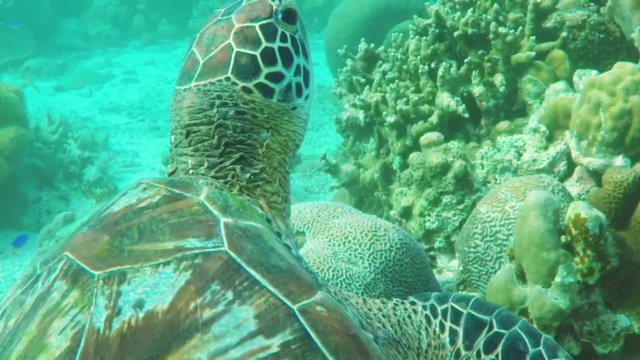 Sea turtle swimming by coral reef.Diving and snorkeling in the tropical sea.Travel concept,Adventure concept.
