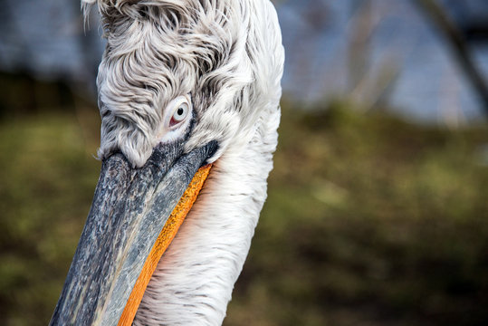 Dalmatian pelican, Pelecanus crispus.