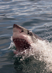 Obraz premium Great white shark