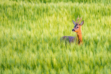 Roebuck in the cereal © patron74