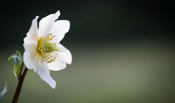 Christrose