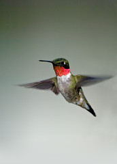 Ruby throated Hummingbird (Archilochus colubris)