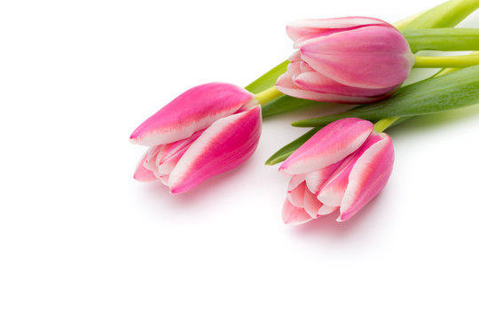 Fototapeta Fototapeta Różowe tulipany na białym tle ścienna