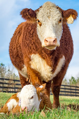 Hereford Mama Standing Guard