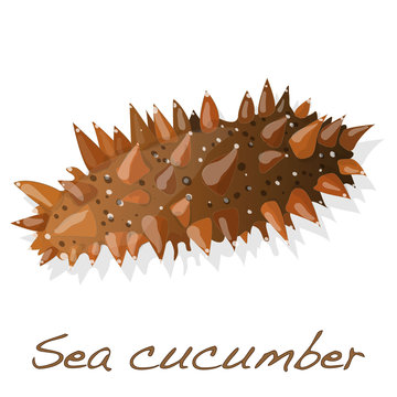 Sea cucumber  solated