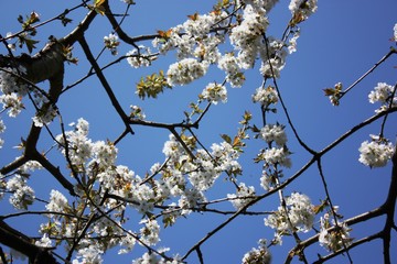 cherry blossoms at easter under blue sky