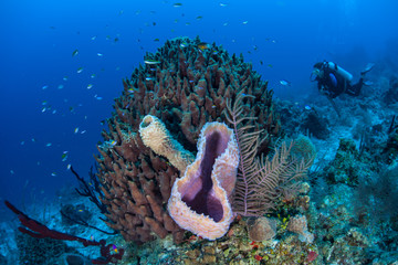 Sponges on Caribbean Reef