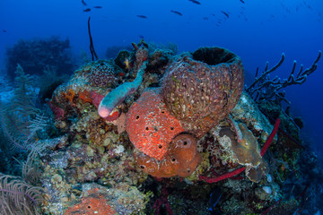 Caribbean Coral Reef