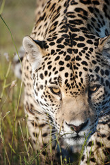 Prowling jaguar