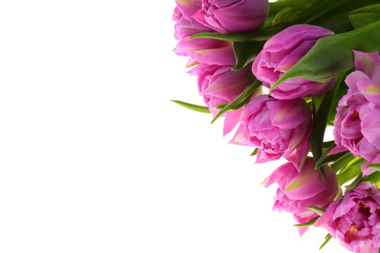 Fototapeta Tulipany