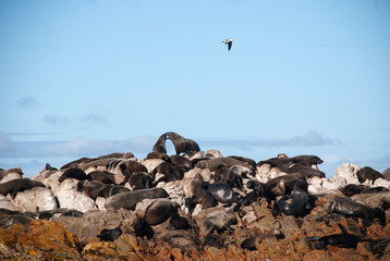 Fototapeta premium Cape fur seals on Geyser Rock