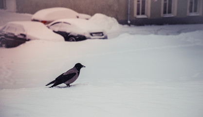 Gray urban crow in the snow looking for food