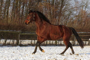 Pferde im Winter
