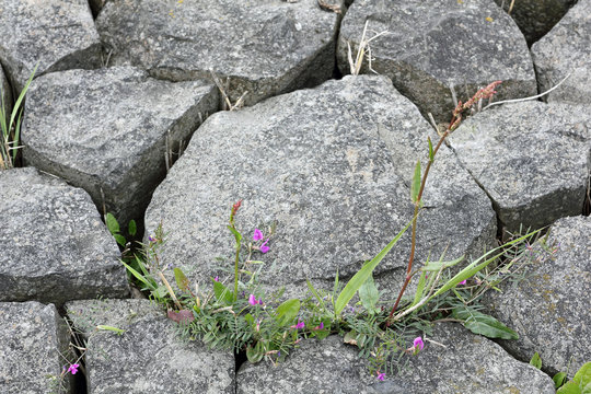 Pflanzen wachsen zwischen Pflastersteinen