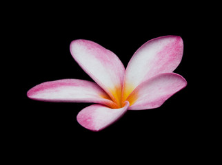 Close up pink frangipani flower isolated on black background