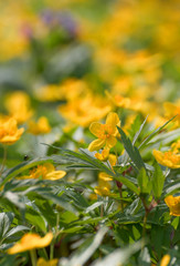 Fototapeta premium Spring forest. Spring flowers - Anemone Ranunculoides on blurred background