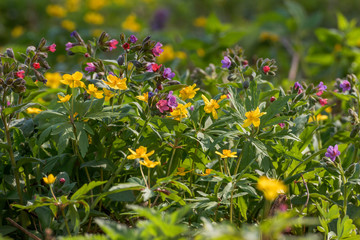 Obraz na płótnie Canvas Spring forest. Spring flowers - Anemone Ranunculoides and Medunitsa 