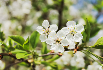 flowers of cherry on blurred background