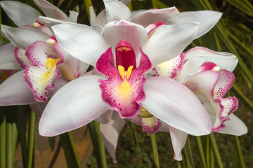 Flowers of cymbidium orchid in garden - obrazy, fototapety, plakaty