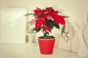 Christmas flower poinsettia and decorations on shelf, on light background