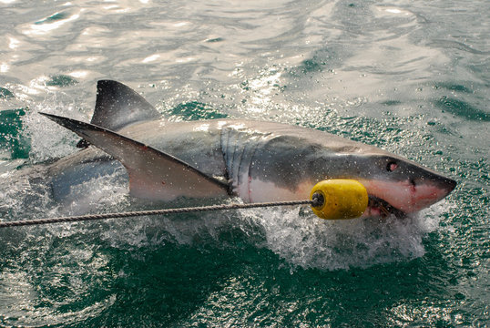 Great white shark (Carcharodon carcharias)