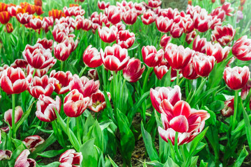 tulip garden in nature