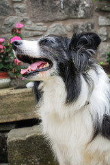 Fototapeta premium An elderly border collie in a yard