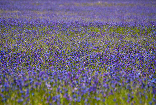 Paterson's Curse, a purple flower, in a field in South Africa