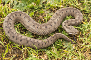 Viper with grass background