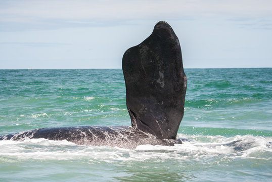 Southern Right Whale fin in Gansbaai, South Africa