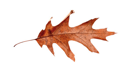 Dry leaf on white background