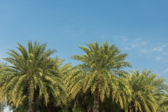 Palm trees in the blue sunny sky