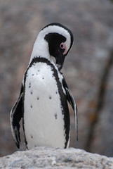 Obraz premium African Penguin