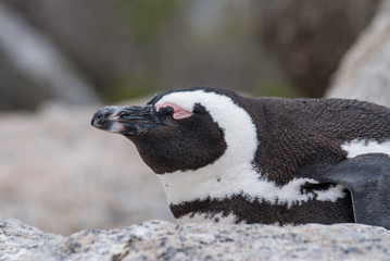 Sleeping African penguin