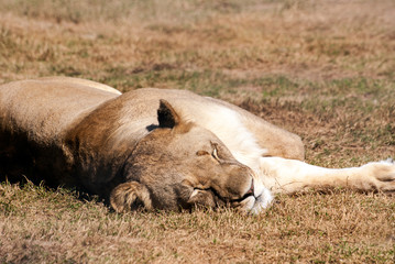 Obraz premium Sleeping lioness