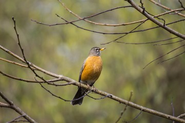 American Robin (Turdus migratorius)