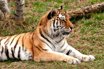 Naklejka na ściany i meble Amur tiger