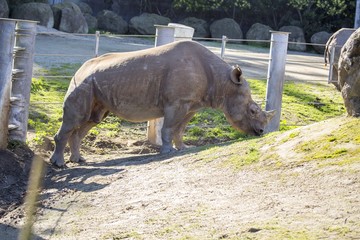 Black Rhinoceros (or hook-lipped rhinoceros) - Diceros bicornis