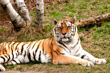 Amur tiger