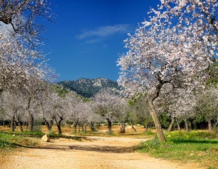 blossoming almond tree
