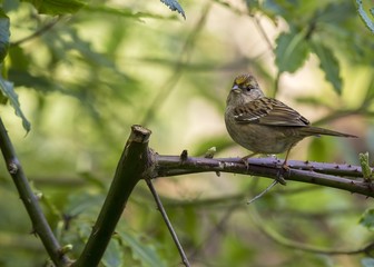 White-Crowned Sparrow (Zonotrichia leucophrys)