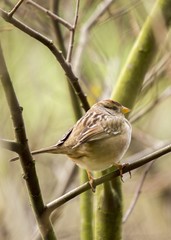 White-Crowned Sparrow (Zonotrichia leucophrys)