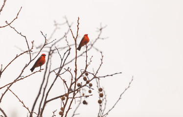A male vermilion flycatcher bird, Pyrocephalus rubinus, perches in a tree at the San Joaquin marsh and wildlife sanctuary. 