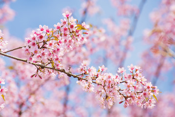 sakura, thai cherry blossom in garden