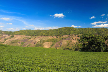 Organic green tea farm landscape