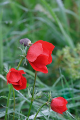 Anemones bloom