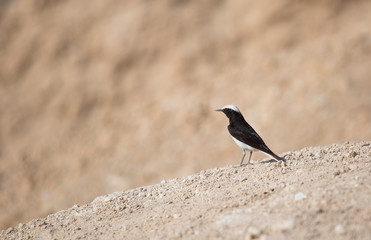 portrait of a bird in the desert