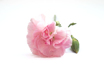 Fototapeta na wymiar carnation flower isolated on white background